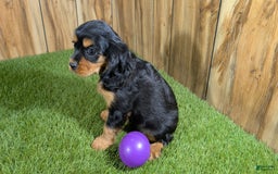 Cavalier King Charles Spaniel dogs for sale: Brin Girl 2 - Image 17