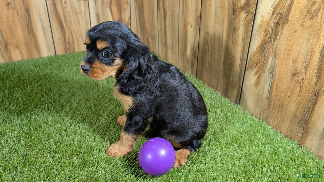 Cavalier King Charles Spaniel dogs for sale: Brin Girl 2 - Image 17