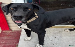 Great Dane dogs for sale: Black Male 5 - Image 4