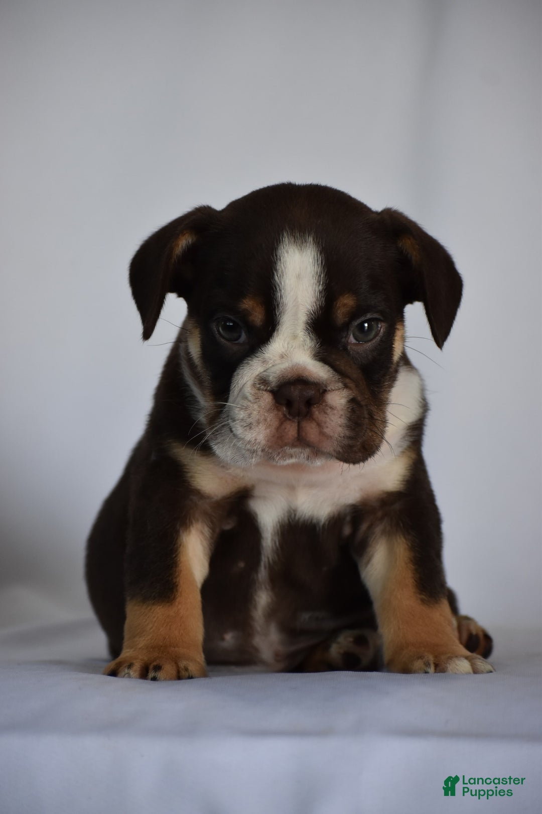 Beabull dogs for sale: Winston - Image 17
