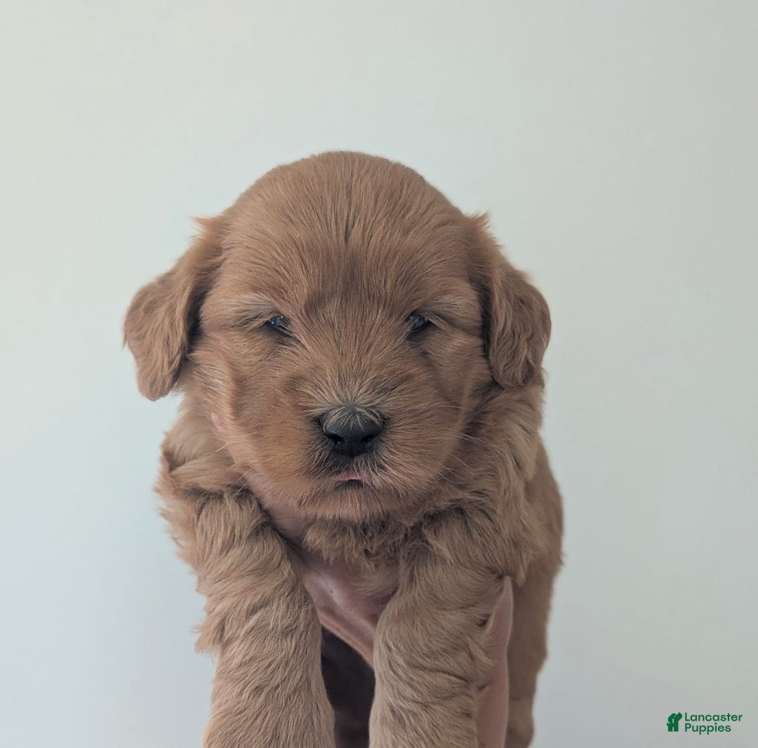 Mini Goldendoodle dogs for sale: F1b Leo - Image 9