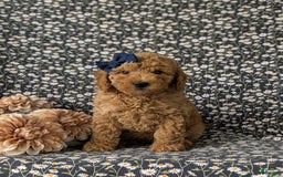  dogs for sale: Mini Goldendoodle 7 puppies - Image 12