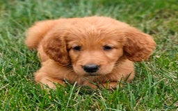 Goldendoodle dogs for sale: Rocky - Image 22