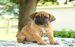 Cane Corso dogs for sale: Harmony - Image 4
