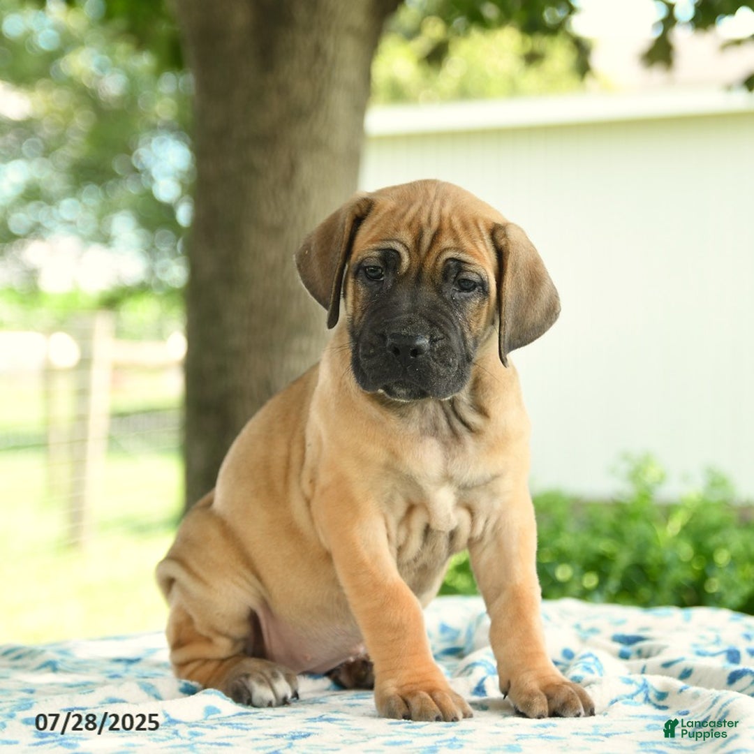 Cane Corso dogs for sale: Harmony - Image 4