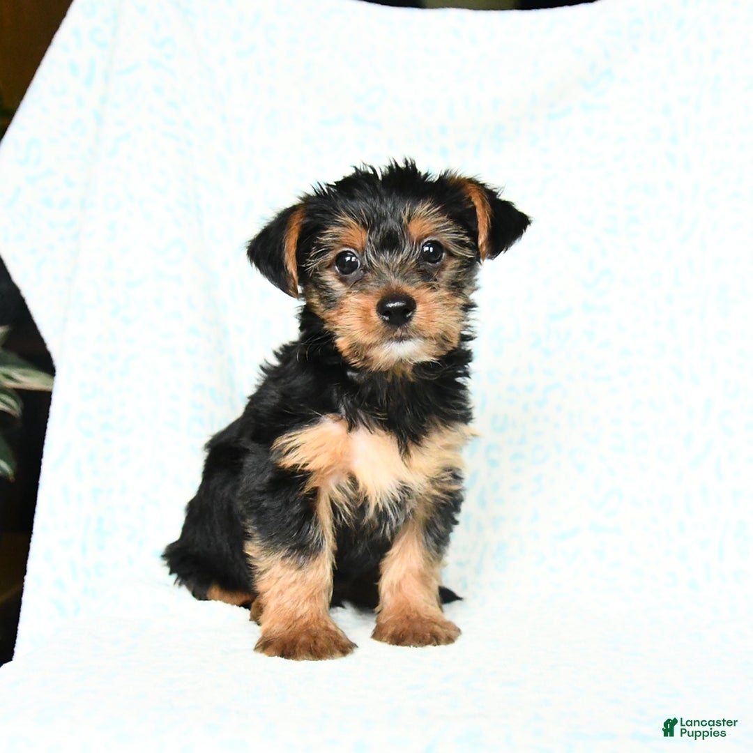 Yorkshire Terrier dogs for sale: Chester - Image 7