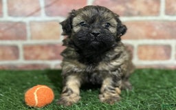 Shihpoo dogs for sale: Peanut - Image 3