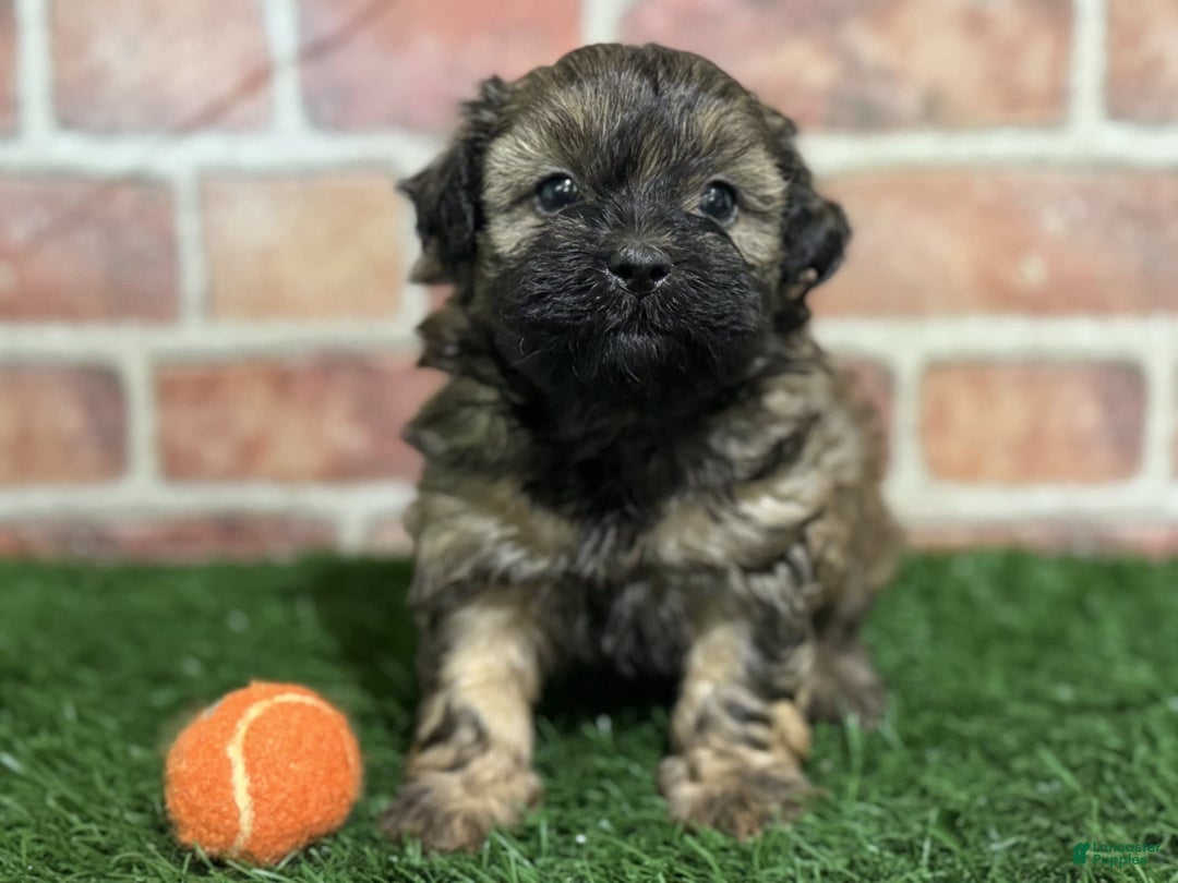 Shihpoo dogs for sale: Peanut - Image 3