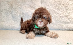 Maltipoo dogs for sale: Coconut - Image 16