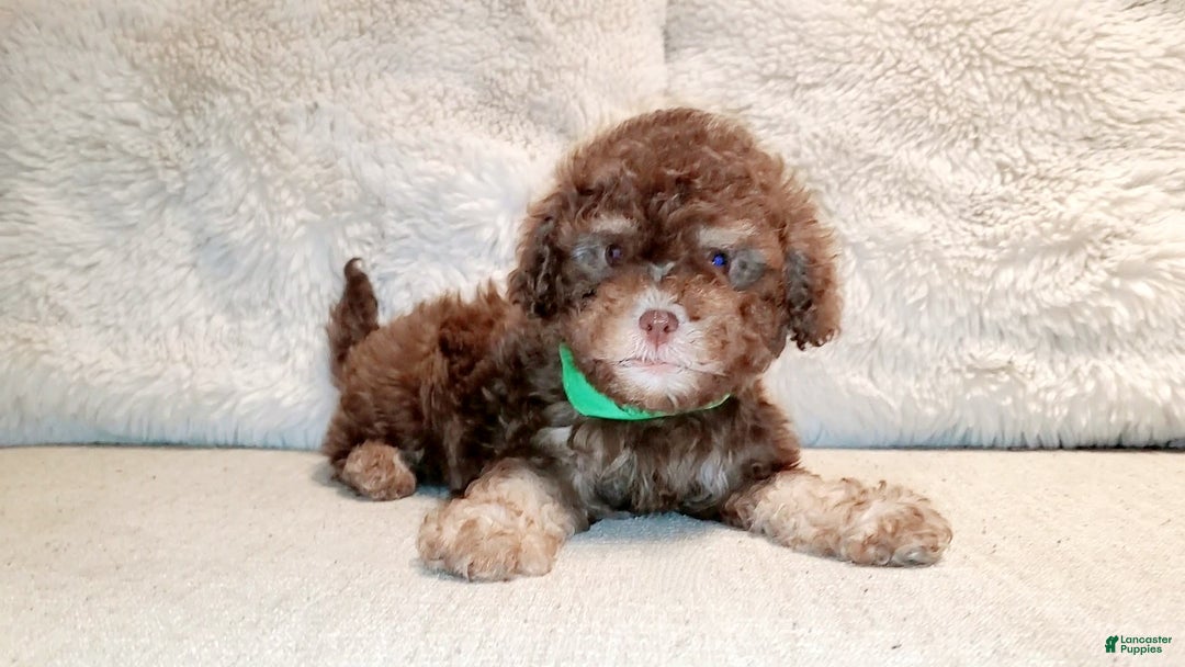 Maltipoo dogs for sale: Coconut - Image 16