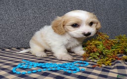 Cavachon dogs for sale: Jaki - Image 4
