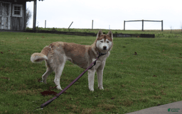 Siberian Husky dogs for sale: Alaska - Image 17