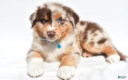 Miniature Australian Shepherd dogs for sale: Miniature Australian Shepherd 7 puppies - Image 18