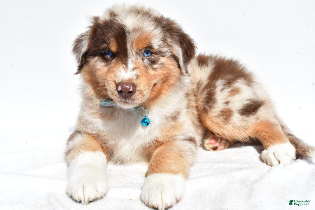 Miniature Australian Shepherd dogs for sale: Miniature Australian Shepherd 7 puppies - Image 18