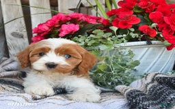 Cavapoo dogs for sale: Chloe - Image 5