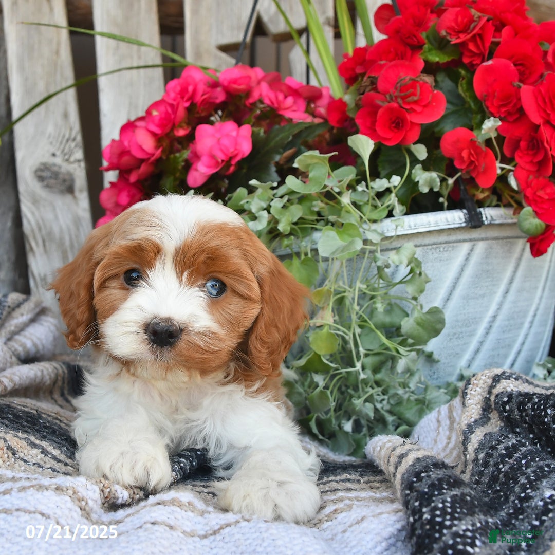 Cavapoo dogs for sale: Chloe - Image 5