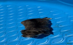 Yorkshire Terrier dogs for sale: Shade - Image 2