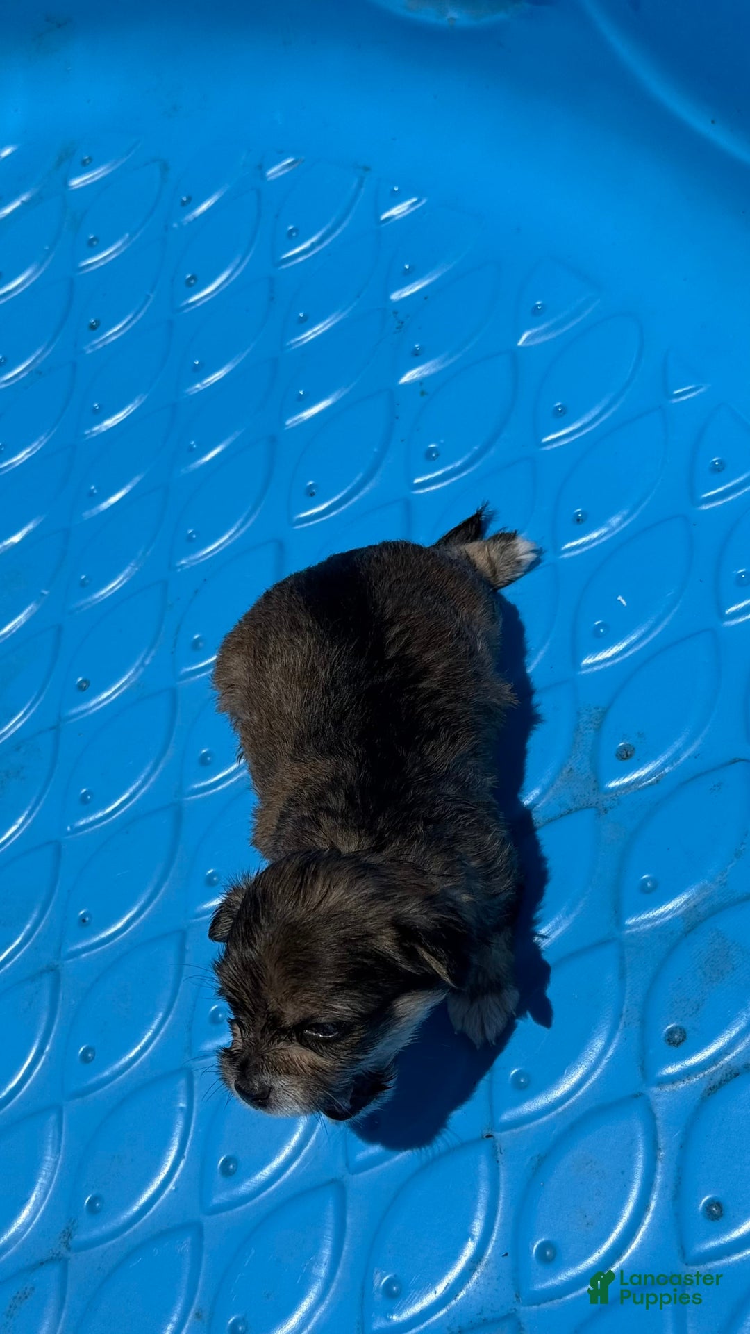 Yorkshire Terrier dogs for sale: Shade - Image 2