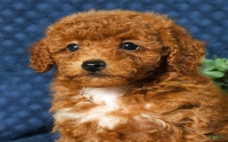 Cavapoo dogs for sale: Felicia - Image 1