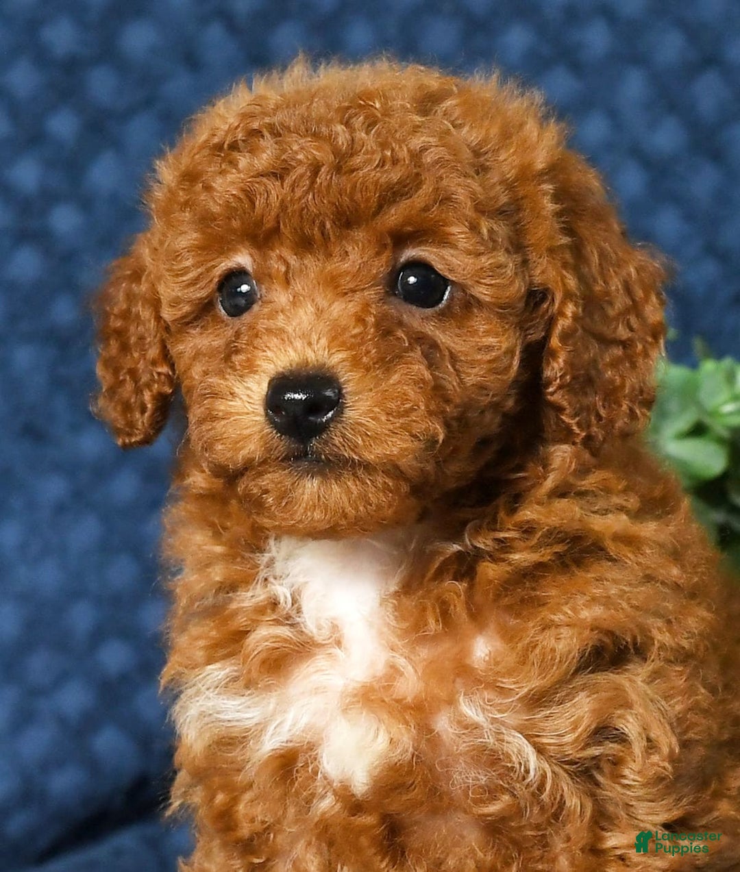 Cavapoo dogs for sale: Felicia - Image 1