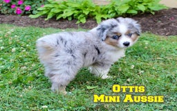Miniature Australian Shepherd dogs for sale: Ottis - Image 1