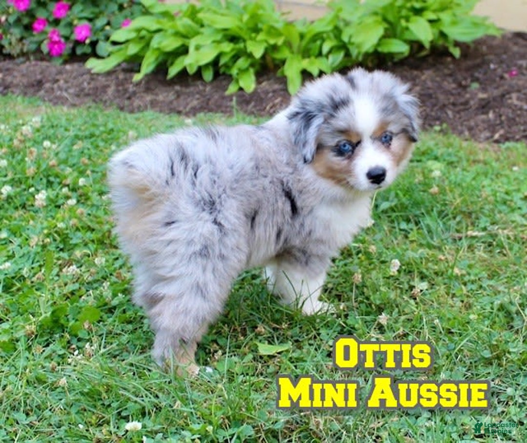 Miniature Australian Shepherd dogs for sale: Ottis - Image 1