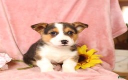 Welsh Corgi Pembroke dogs for sale: Lightning - Image 4