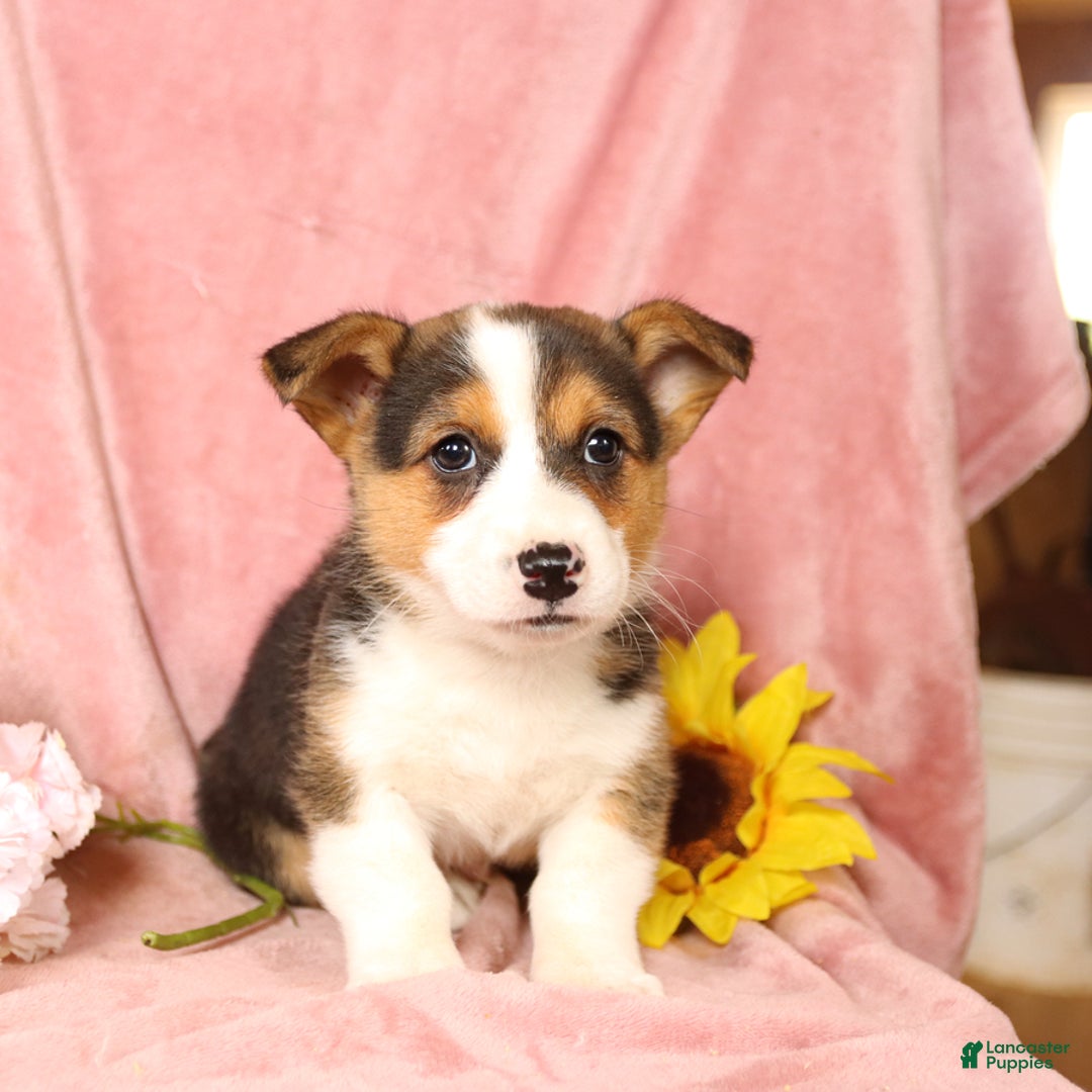 Welsh Corgi Pembroke dogs for sale: Lightning - Image 4