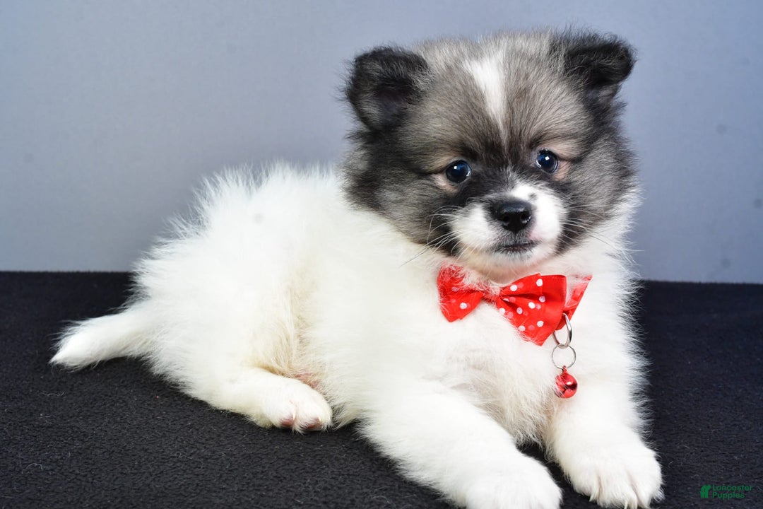 Pomeranian dogs for sale: Sanford - Image 10
