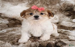 Teddy Bear dogs for sale: Tonya - Image 5