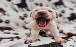 Labrador Retriever dogs for sale: Colt - Image 4