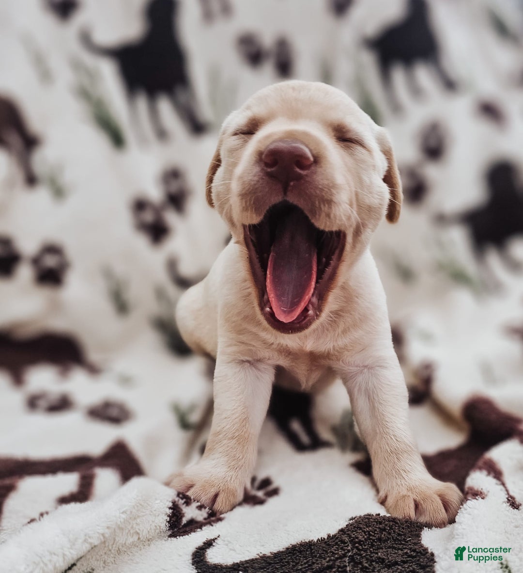 Labrador Retriever dogs for sale: Colt - Image 4
