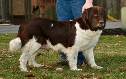 Newfoundland dogs for sale: Pearl - Image 7