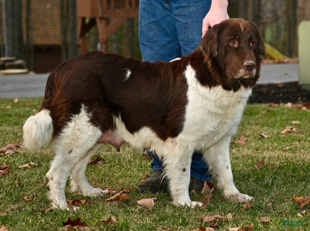 Newfoundland dogs for sale: Pearl - Image 7