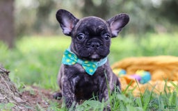 French Bulldog dogs for sale: Cade - Image 3