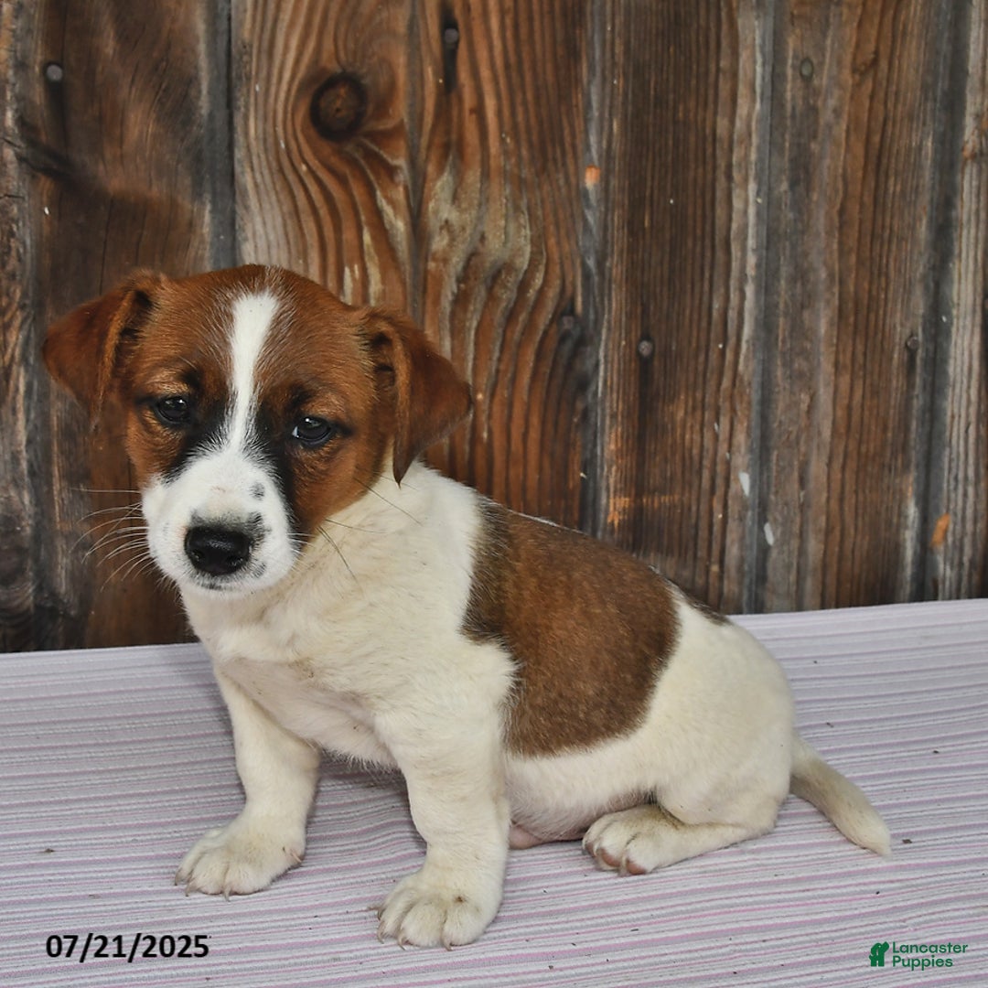 Jack Russell Terrier dogs for sale: Rio - Image 2