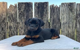 Doberman Pinscher dogs for sale: Kara - Image 2
