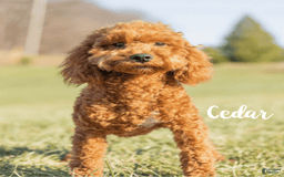 Mini Goldendoodle dogs for sale: Hunter - Image 6