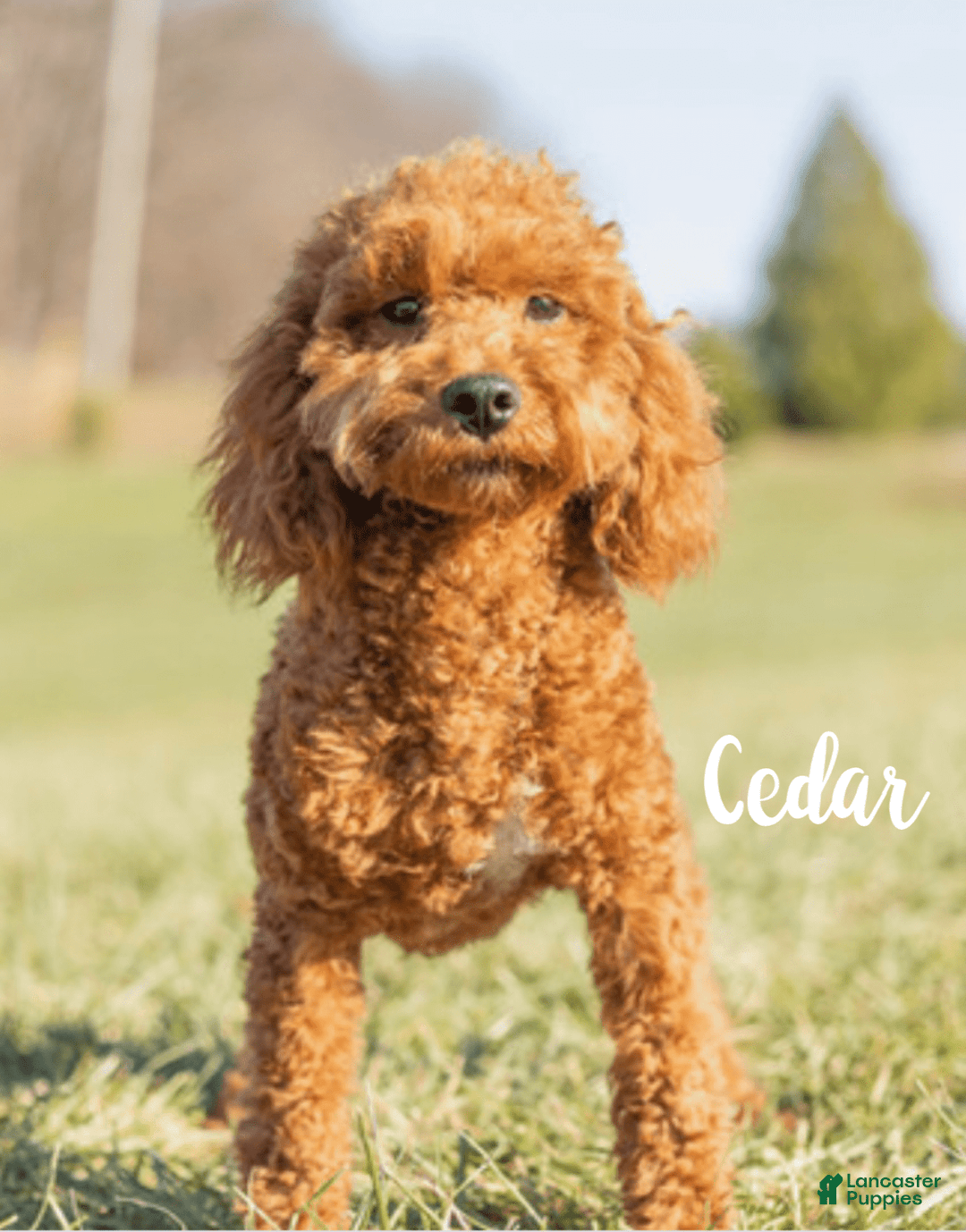 Mini Goldendoodle dogs for sale: Hunter - Image 6