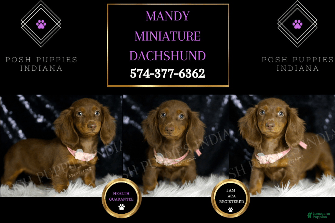 Miniature Dachshund dogs for sale: Mandy - Image 1