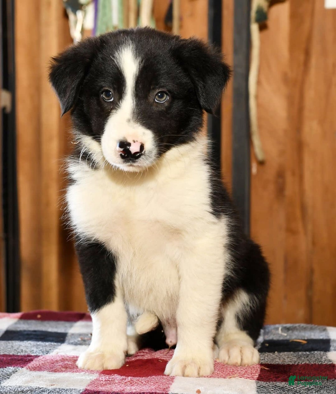 Border Collie dogs for sale: Lars - Image 3