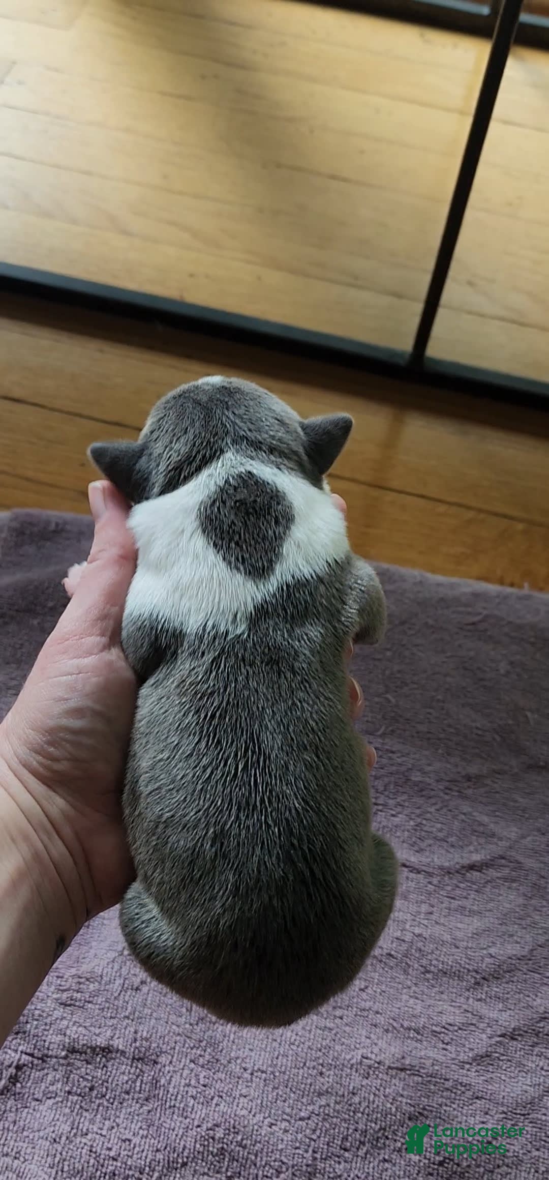 American Bully dogs for sale: Nova - Image 15