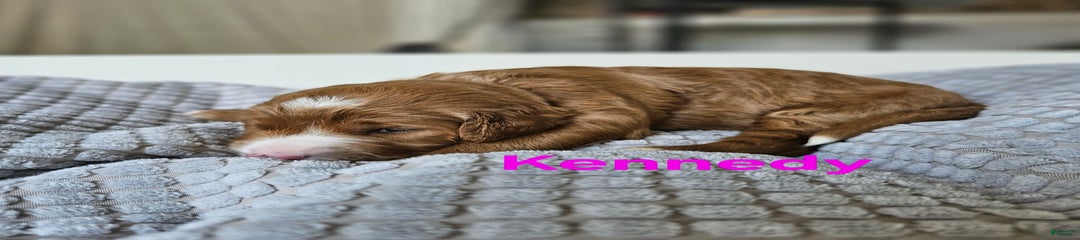 Kennedy
