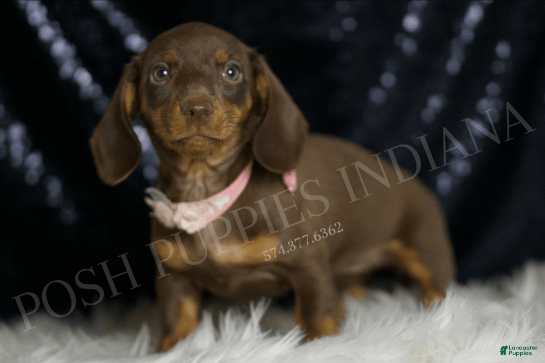 Miniature Dachshund dogs for sale: Sydney - Image 4