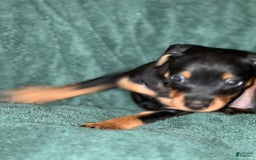 Miniature Pinscher dogs for sale: Onyx - Image 7