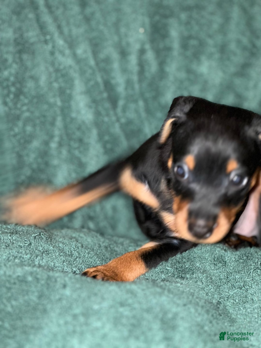 Miniature Pinscher dogs for sale: Onyx - Image 7