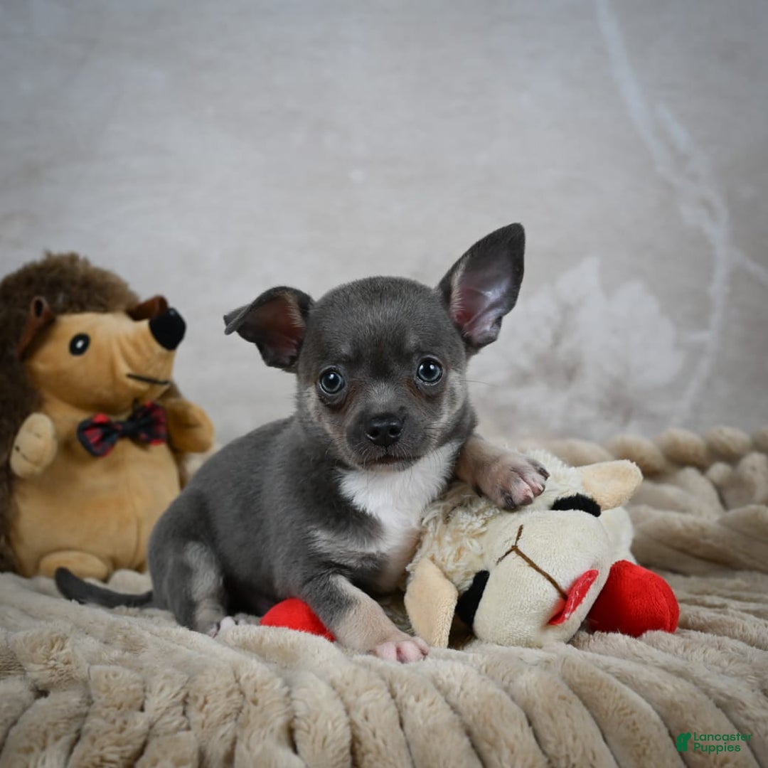 Chihuahua dogs for sale: Saul - Image 11