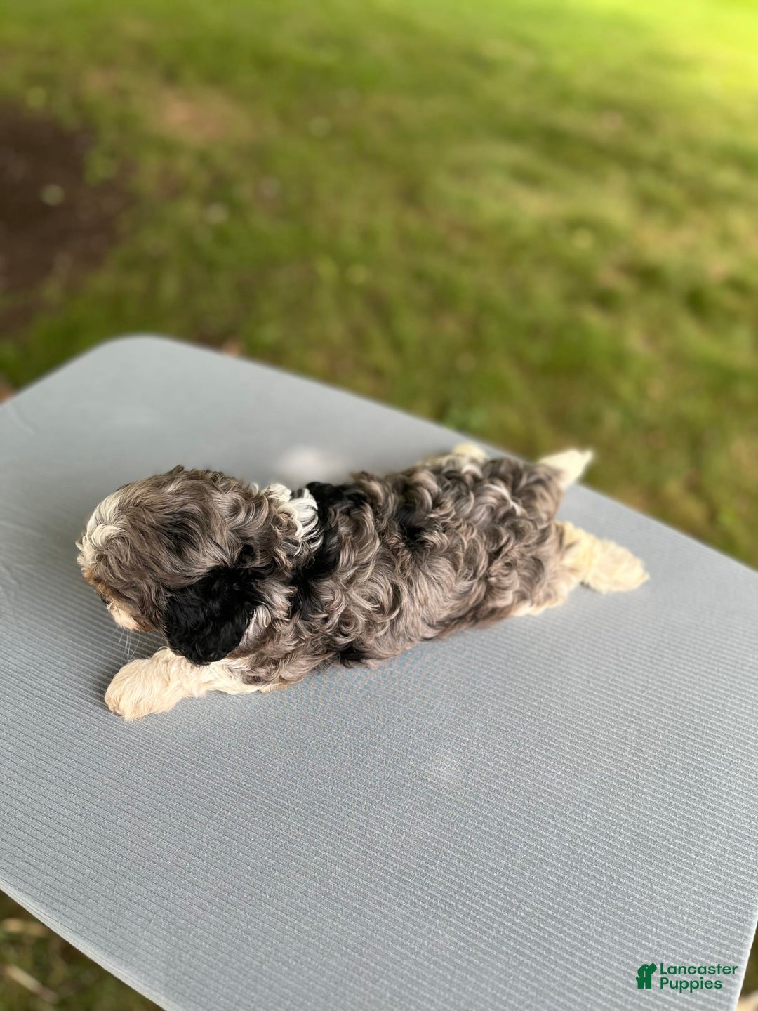 Cavapoo dogs for sale: Daisy - Image 3