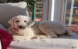 Goldendoodle dogs for sale: Bagel - Image 6