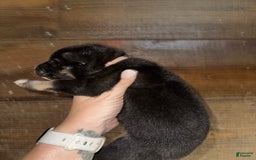 Gerberian Shepsky dogs for sale: Prim - Image 3